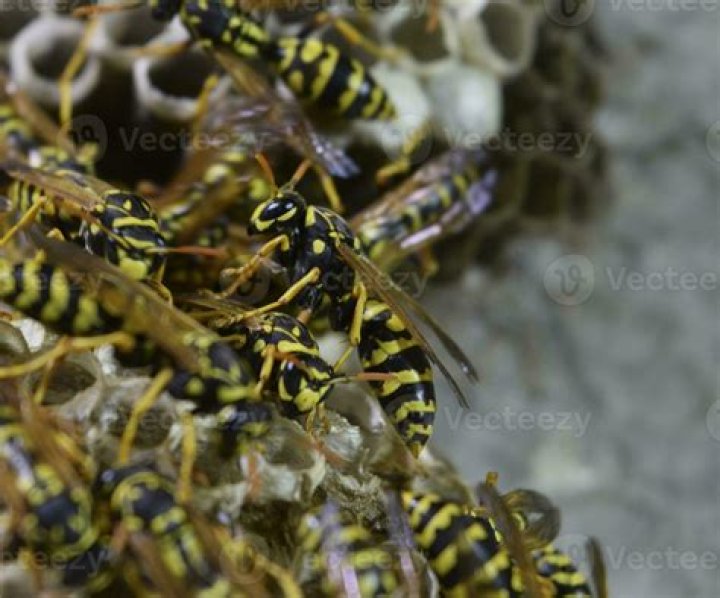 What is the meaning of vespiary?