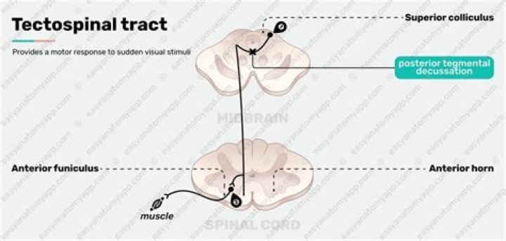 What is the purpose of tectospinal tract?