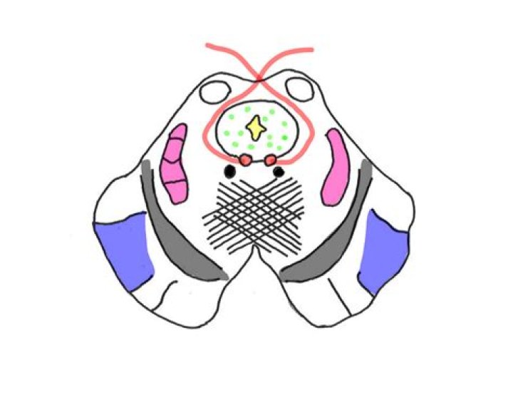 What is the purpose of the midbrain?