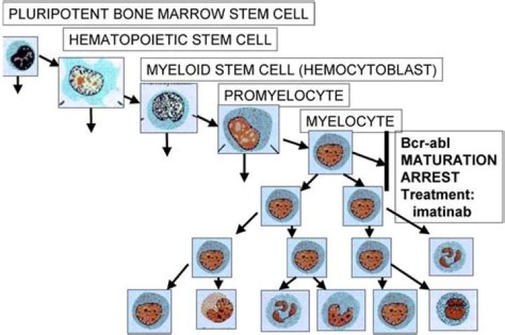 What is the role of the myelocyte?