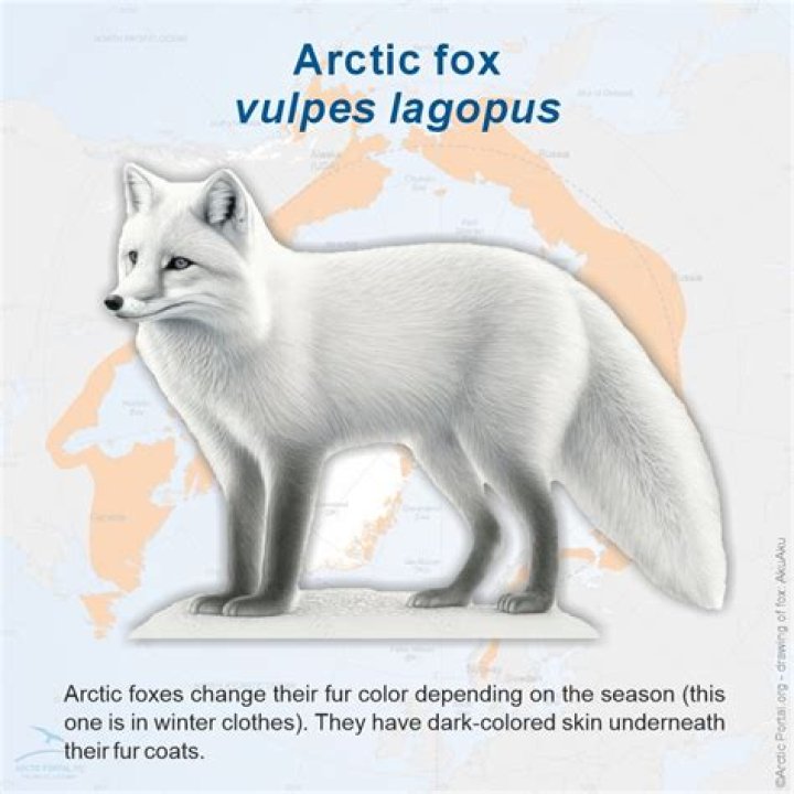 What is the species name of the animal vulpes vulpes?