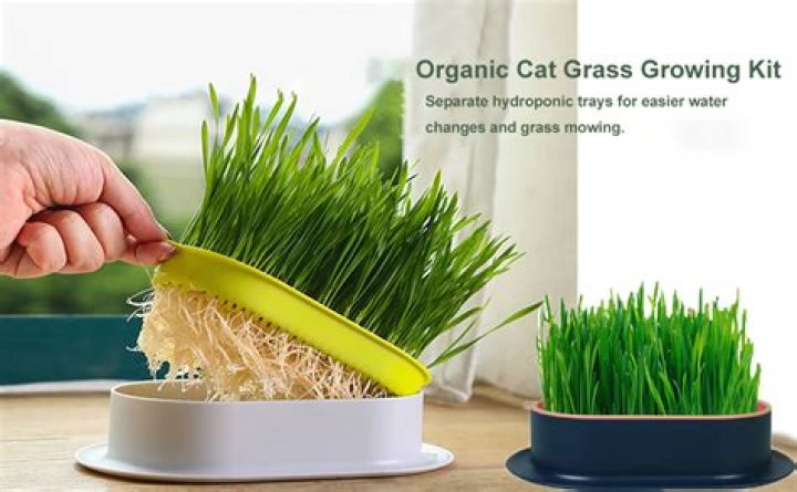 What is the use of wheatgrass?
