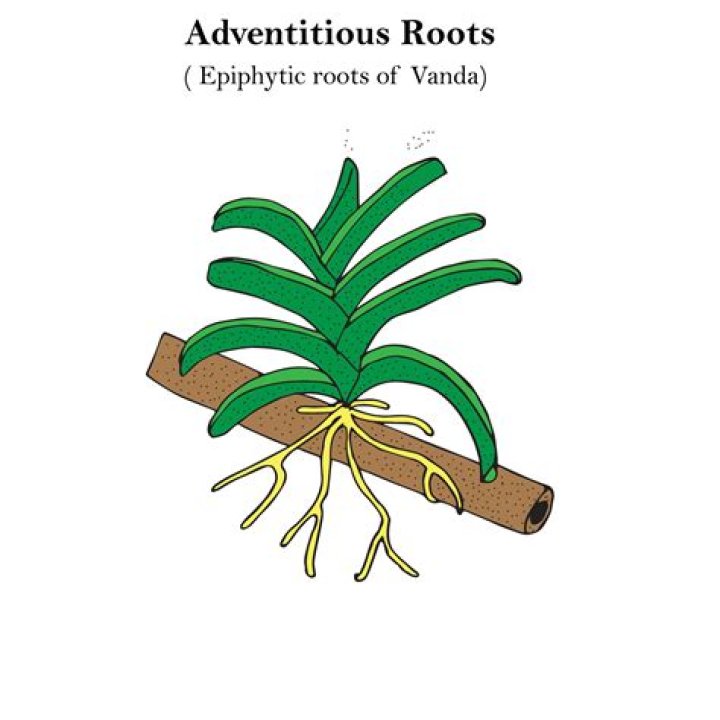 What is vanda roots?