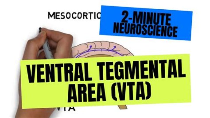 What is ventral tegmental area?