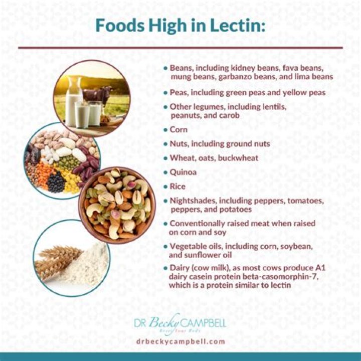 What lectins do to your body?
