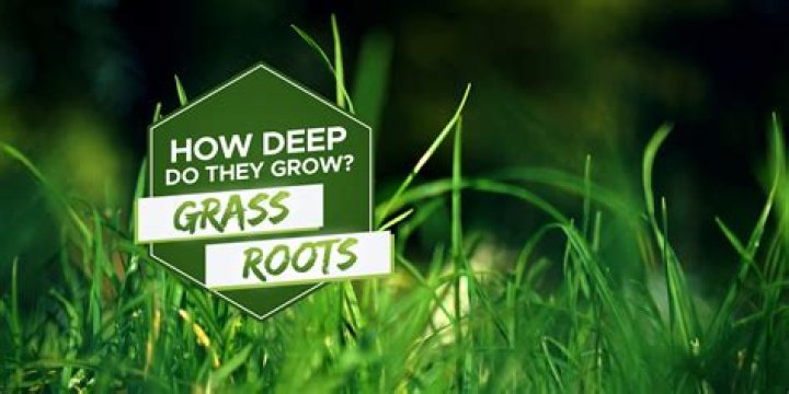 What make grass roots grow deeper?