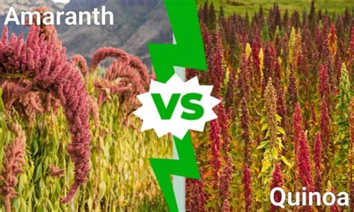 What or who is Amaranth?