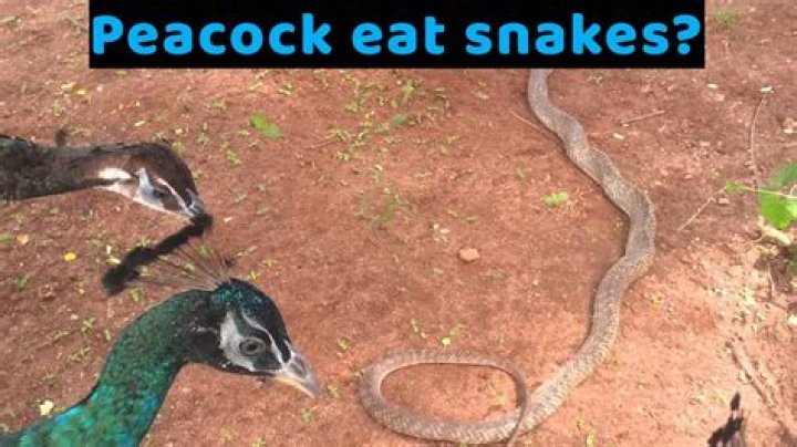 What peacock eats snake?