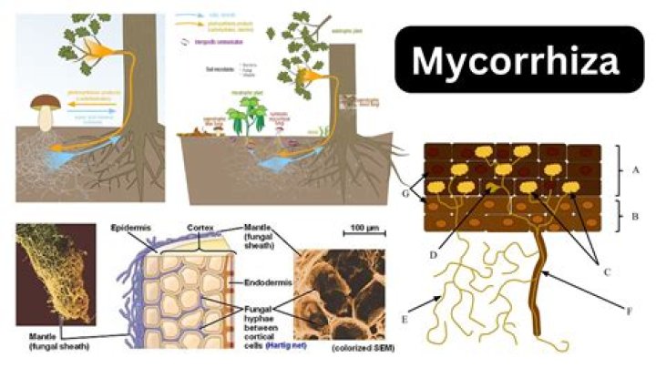 What phylum is endotrophic mycorrhiza?