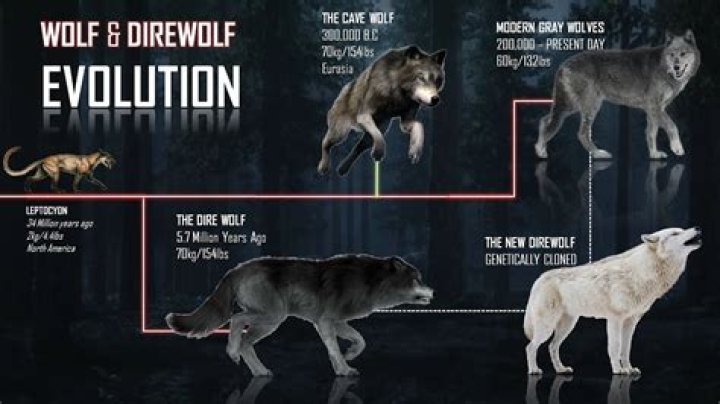 What skin will turn the dragons into wolfs?
