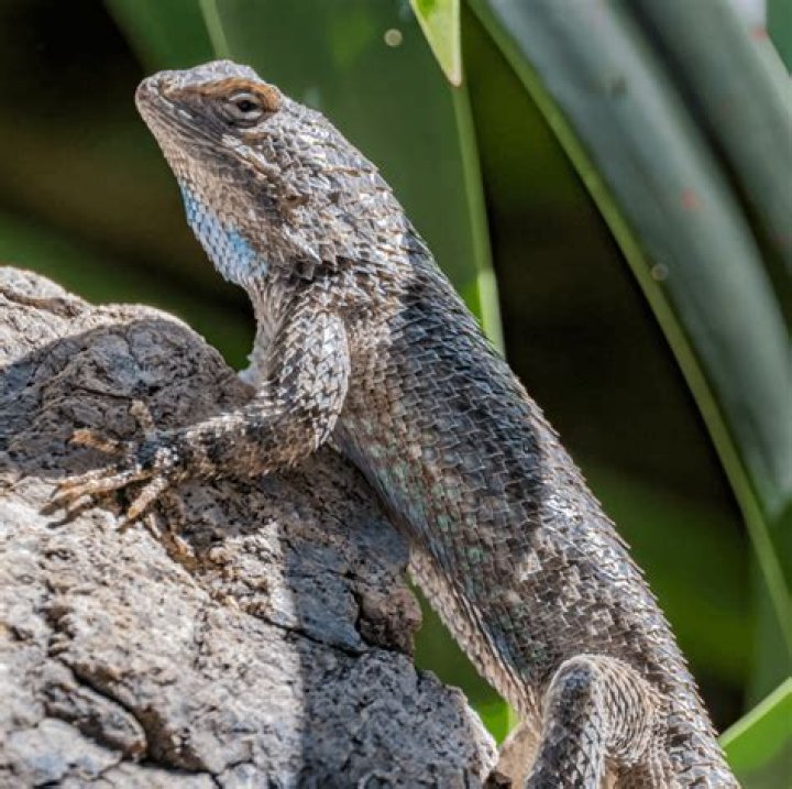 What spiny lizards eat?