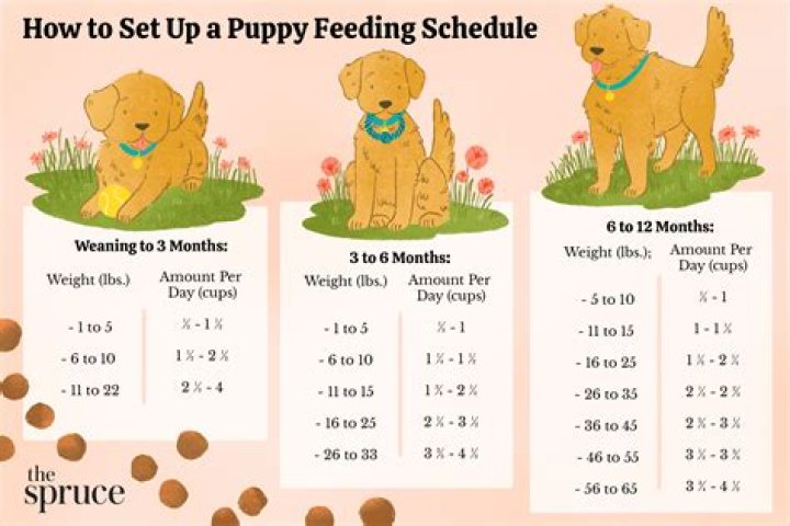 What to feed a puppy?