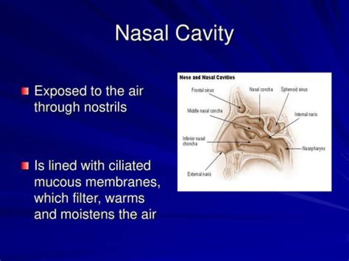What warms and moistens air in nasal cavity?