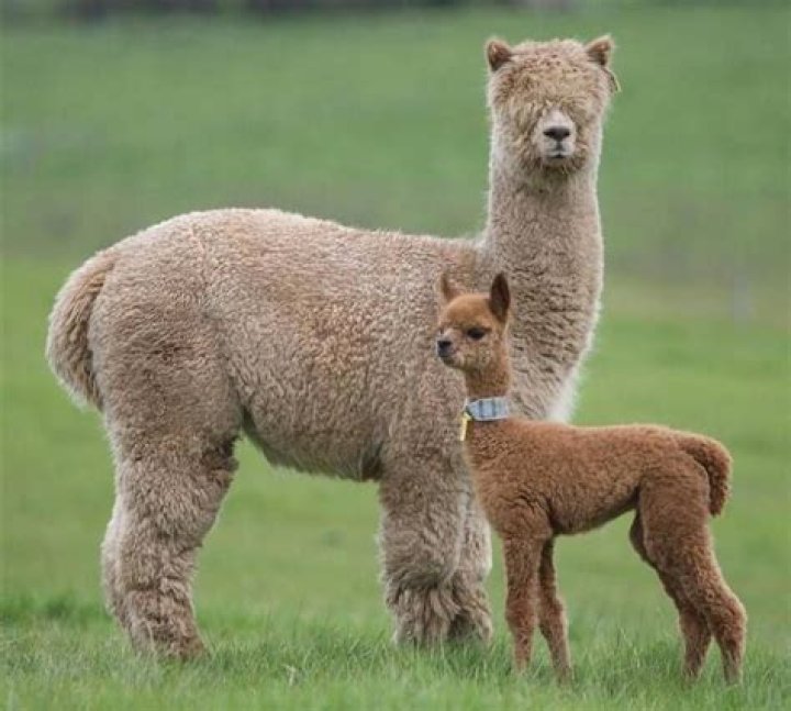 Whats a baby alpaca called?