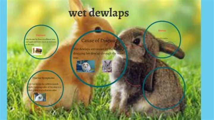 Whats a bunny dewlap?