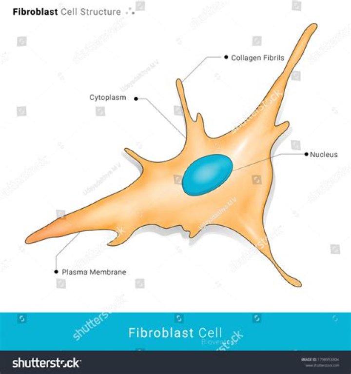 Whats a fibroblast cell?