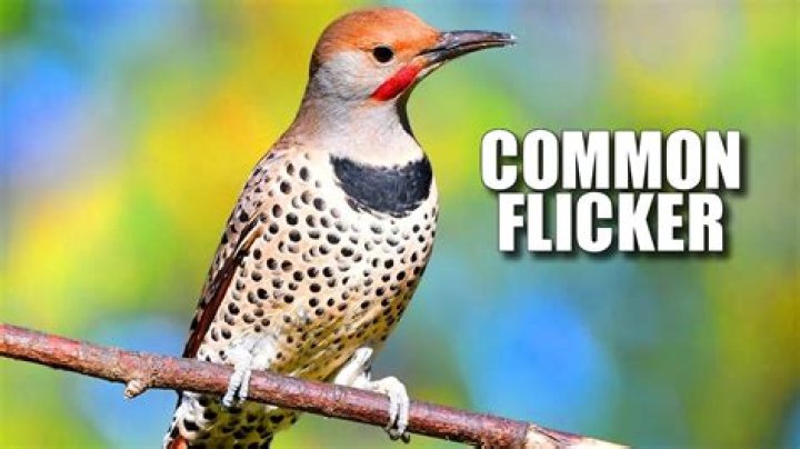What's a flicker look like?