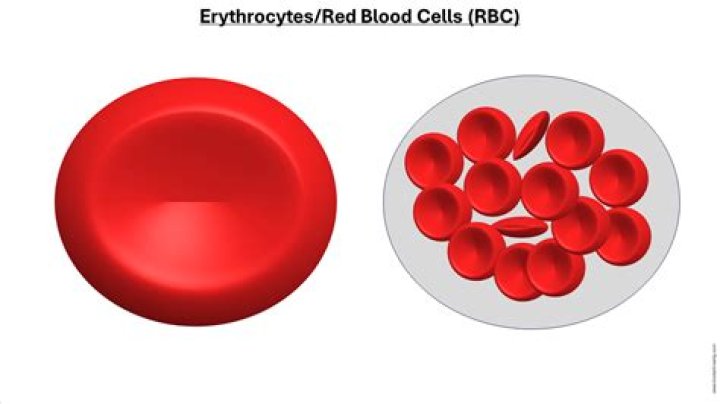 Whats a good erythrocytes?