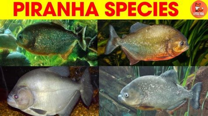 Whats a group of piranhas called?