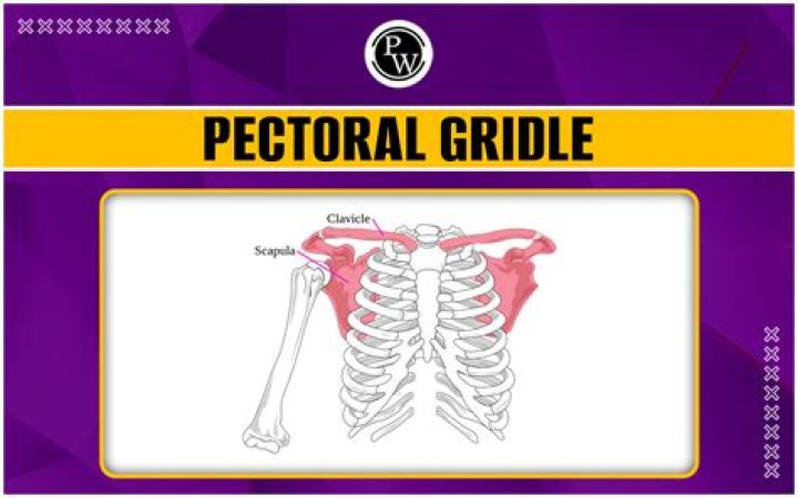 Whats a pectoral fold?
