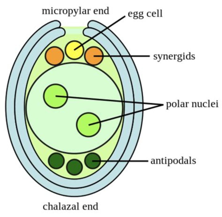 Whats an antipodal cell?