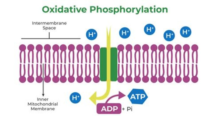 Whats another name for oxidative phosphorylation?