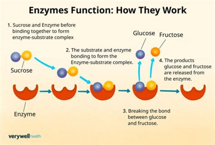 Whats does enzyme mean?