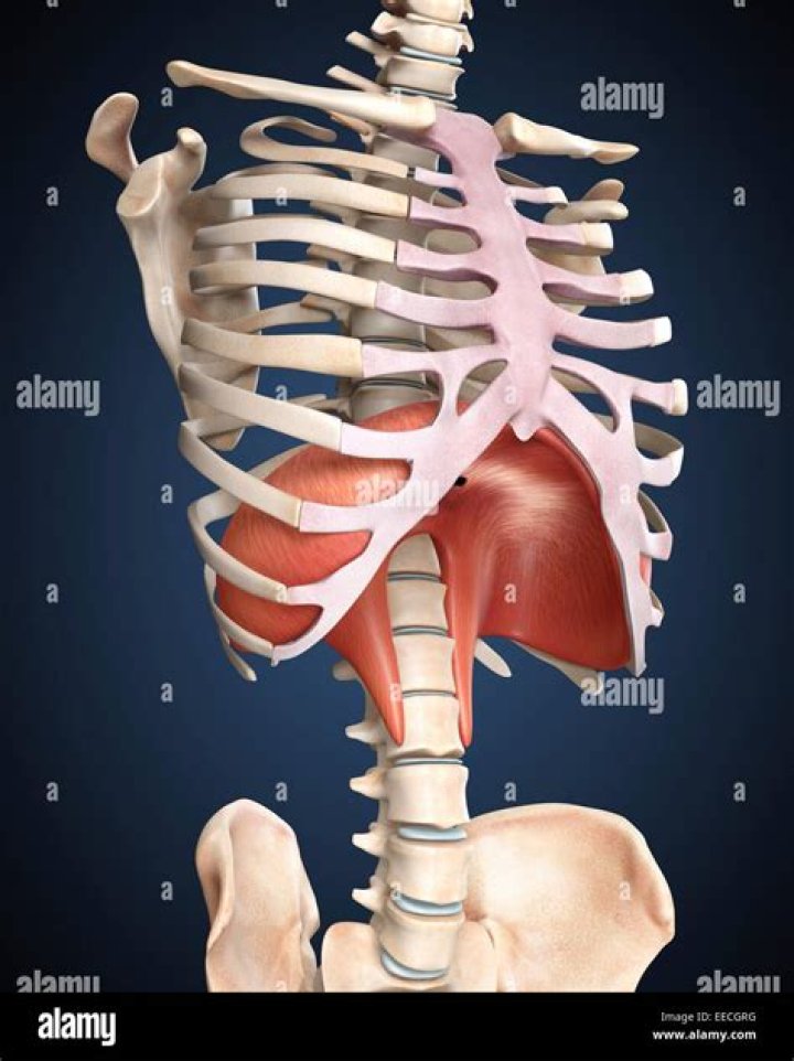 Whats on left side of body under ribs?