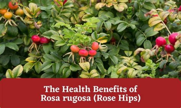 Whats rose hips good for?
