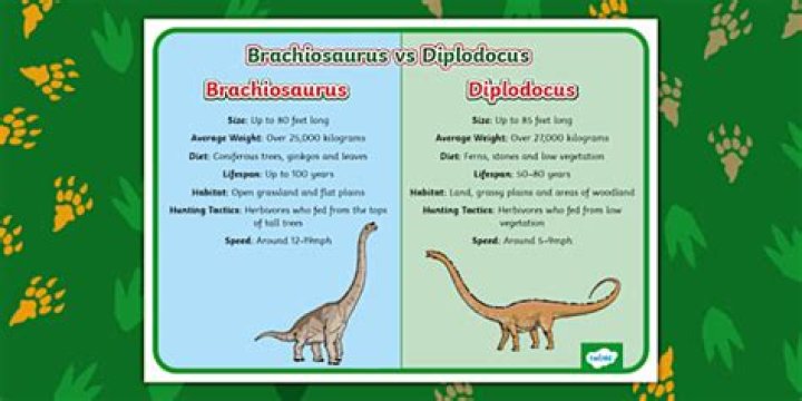 What's the difference between a diplodocus and a brachiosaurus?