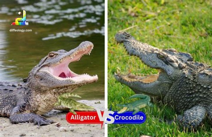 Whats the difference between an alligator and a crocodile?
