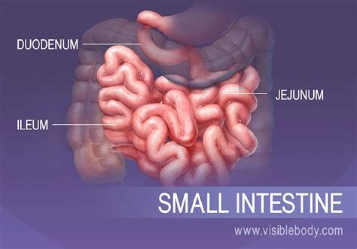Whats the difference between ileum?