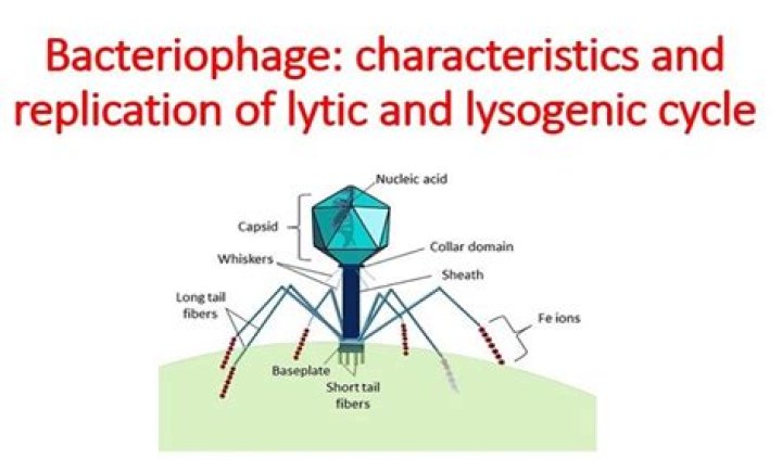 Whats the lytic phage?