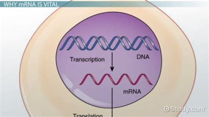 Whats the purpose of mrna?