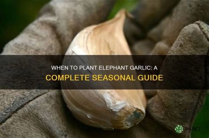 When can i plant elephant garlic?