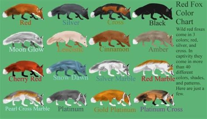 When did coloration start?