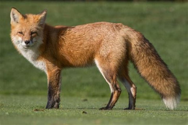 When did foxes come out?
