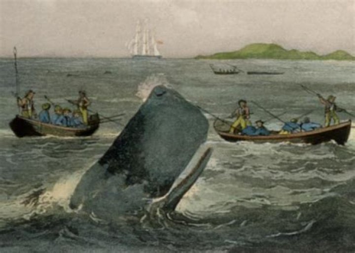 When did sealers and whalers arrived in nz?