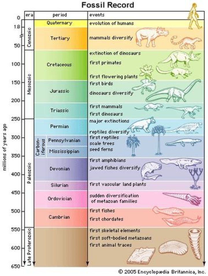 When do angiosperms appear in the fossil record?