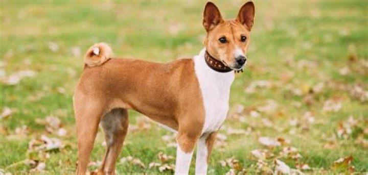 When do basenjis go into heat?