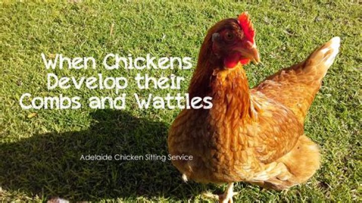 When do chickens get wattles?