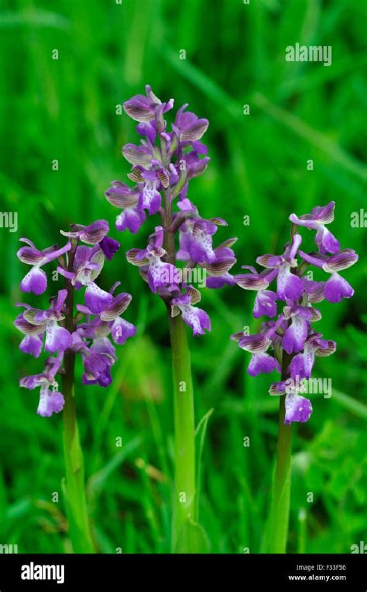 When do green winged orchids flower?