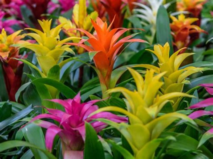 When do guzmania bloom?