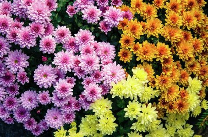 When do late blooming mums bloom?