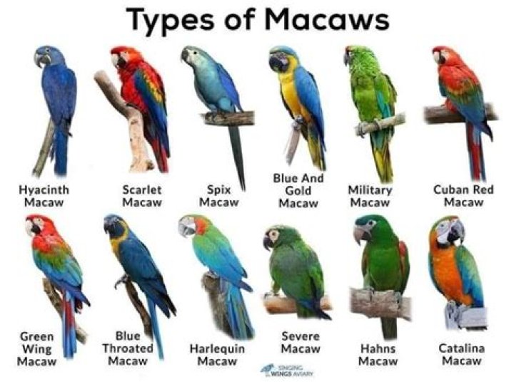 When do macaws breed?