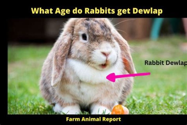 When do rabbits grow a dewlap?