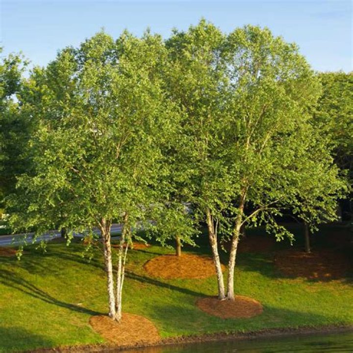 When do river birches bloom?