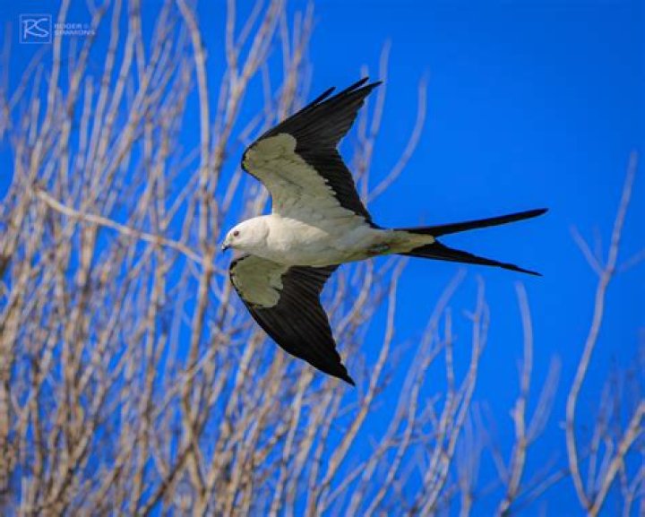 When do swallow tailed kites migrate?