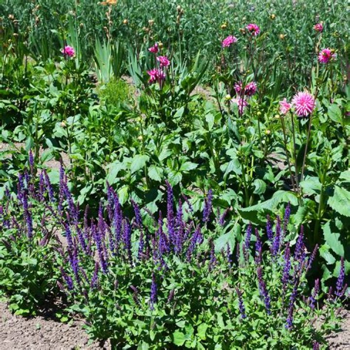 When do you cut back lythrum?