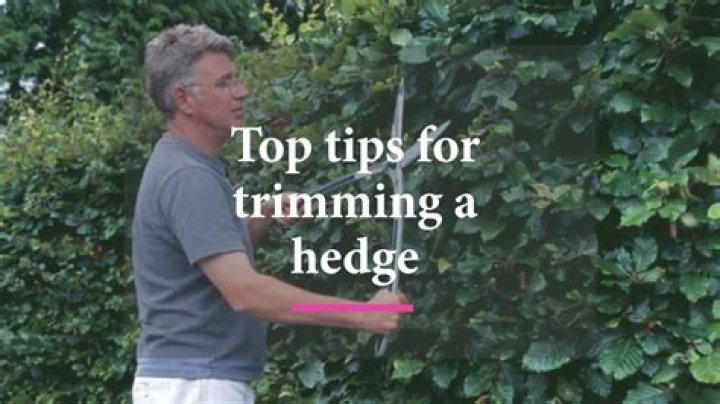 When do you trim hedges?
